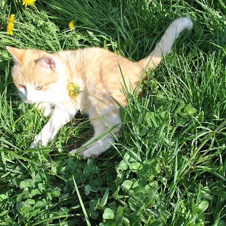 Leitner * Lunz am See