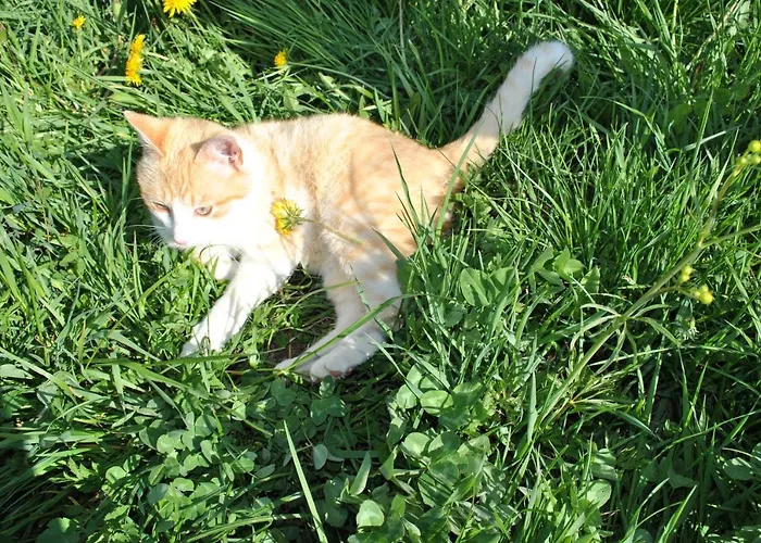 Leitner * Lunz am See