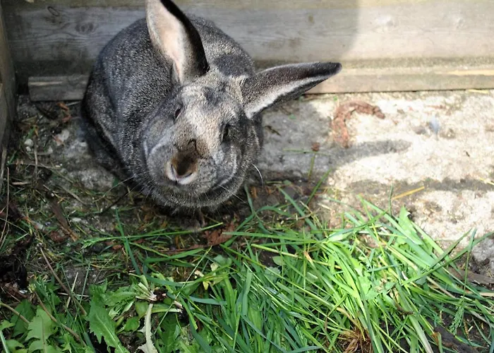 Leitner * Lunz am See