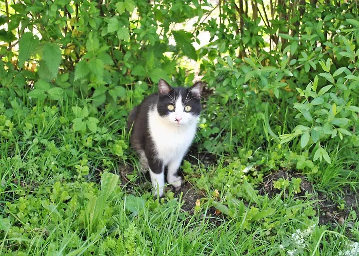 Leitner * Lunz am See